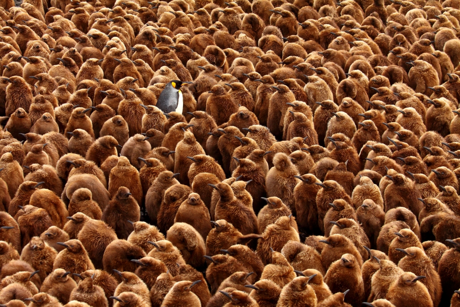 Image: Chris Oosthuizen "Stand out from the crowd"